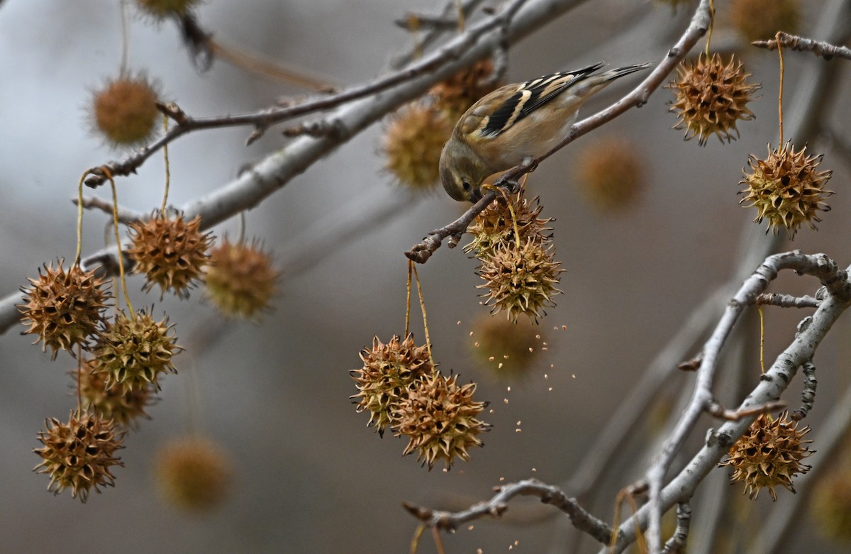 American Goldfinch - ML646773208