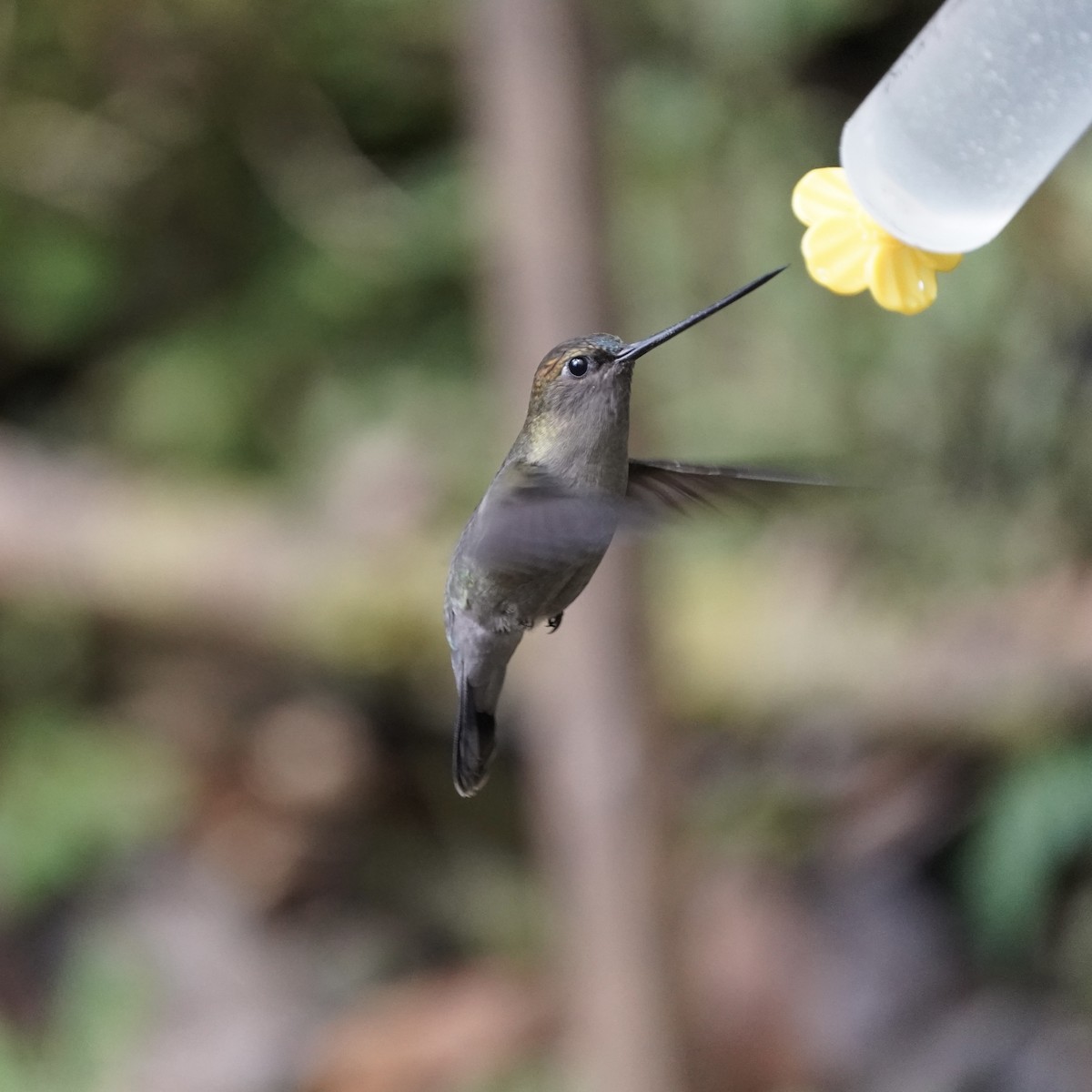 Green-fronted Lancebill - ML646773224