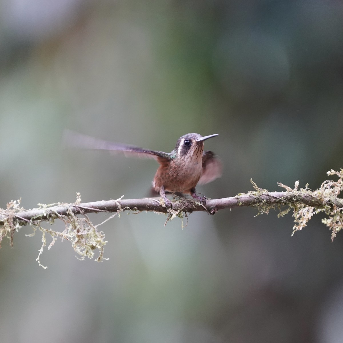 Speckled Hummingbird - ML646773229