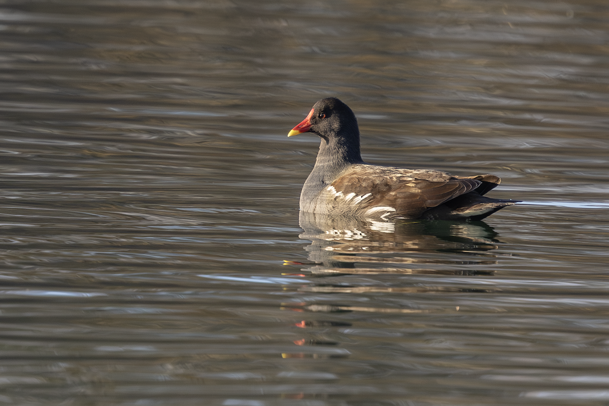 Камышница - ML646773230