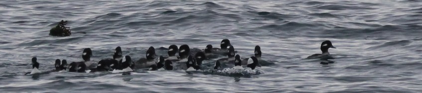 Гоголь малий - ML646773231