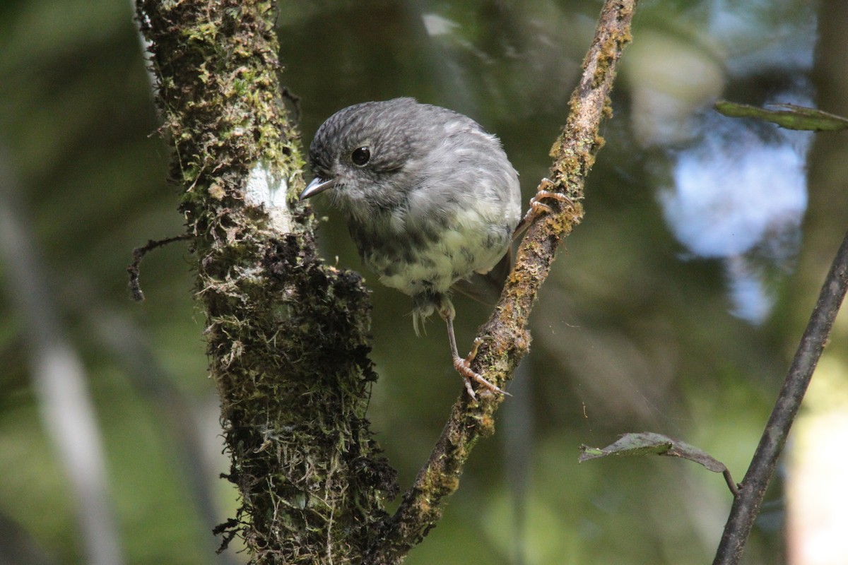 North Island Robin - ML646773242