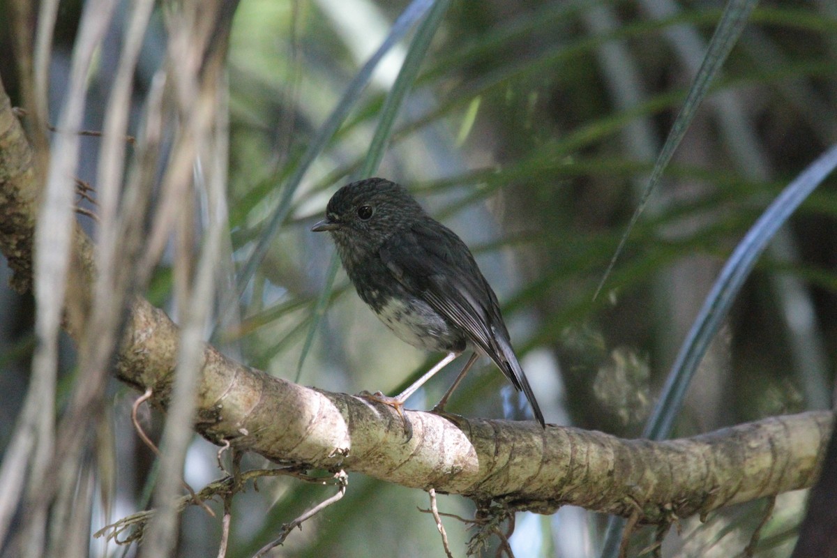 North Island Robin - ML646773243