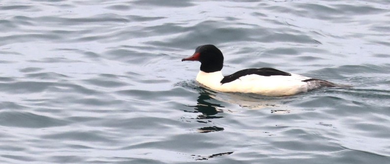 Крех великий - ML646773244