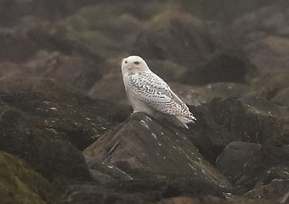 Snowy Owl - ML646773245