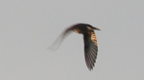 Tirano Oriental - ML646773246