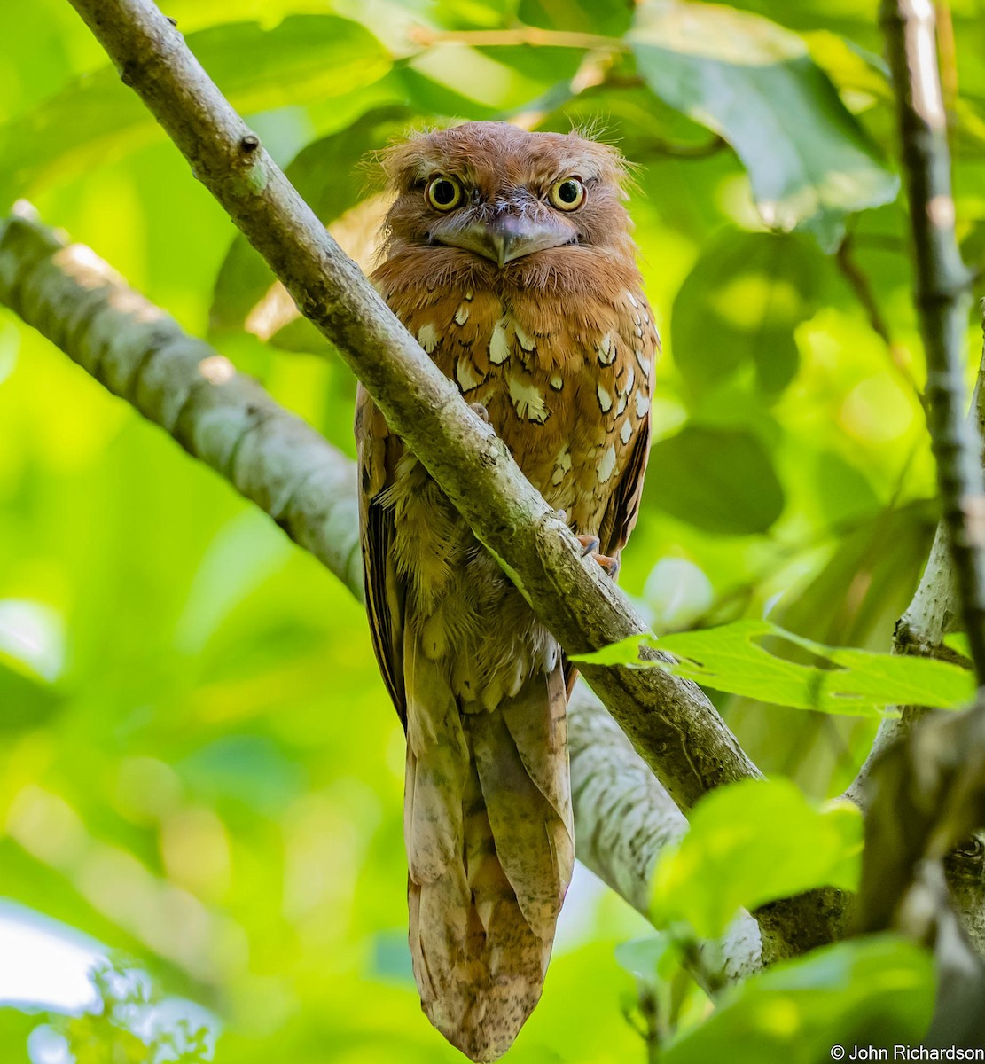 sundafroskemunn - ML646773254