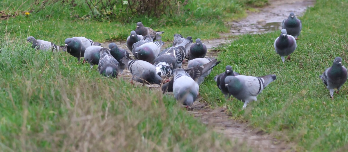 Голуб сизий (міський) - ML646773255