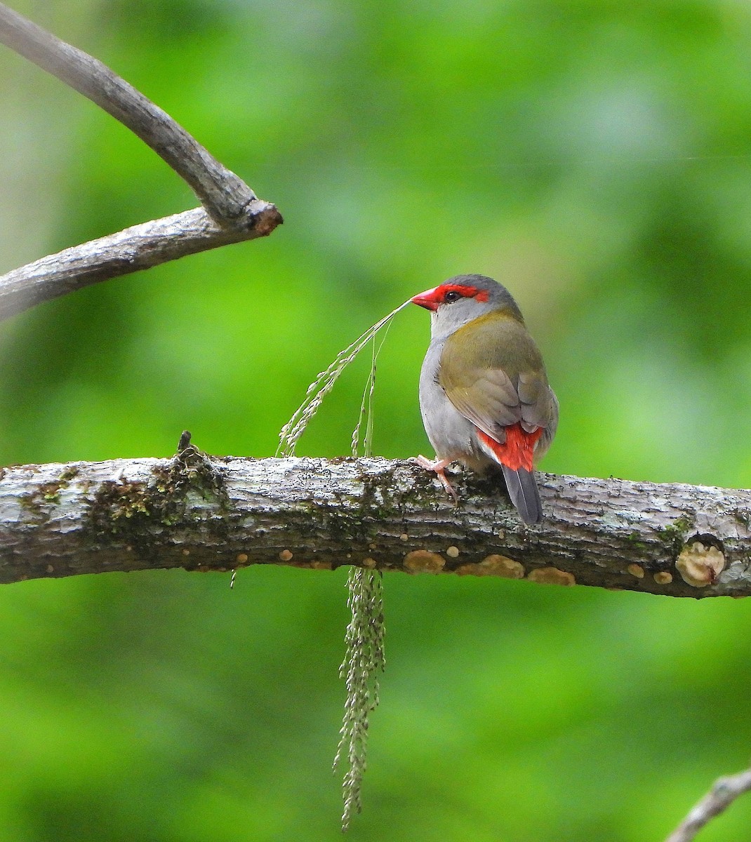 Red-browed Firetail - ML646773257