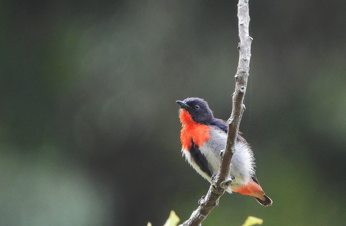 ヤドリギハナドリ - ML646773259