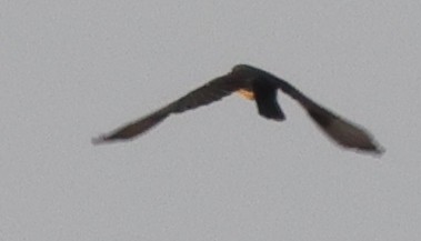 Tirano Oriental - ML646773261