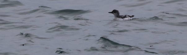 Pottorro hegalzuri aleutiarra - ML646773264