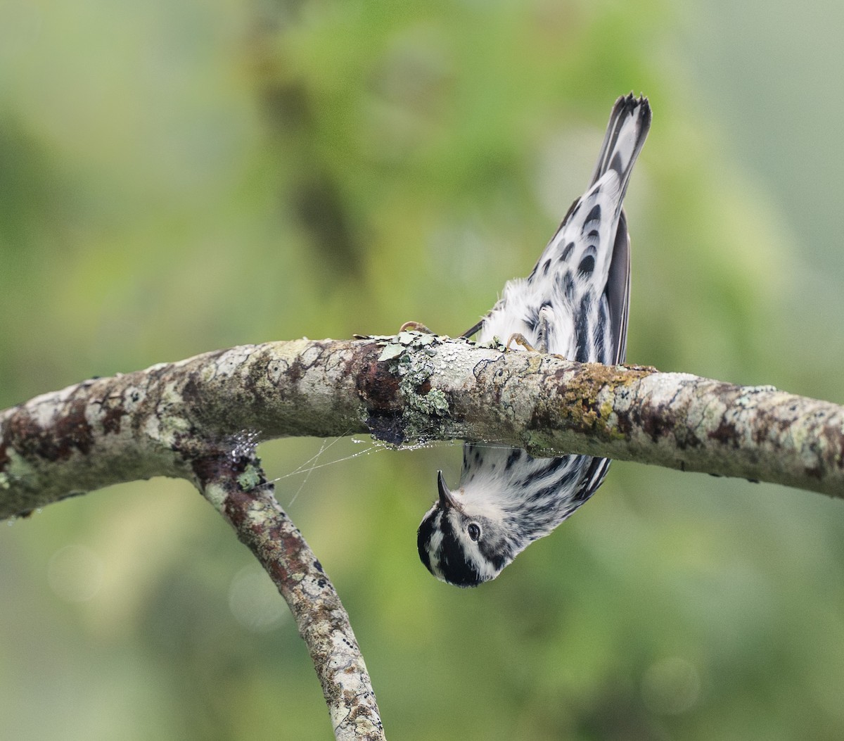 Black-and-white Warbler - ML646773265