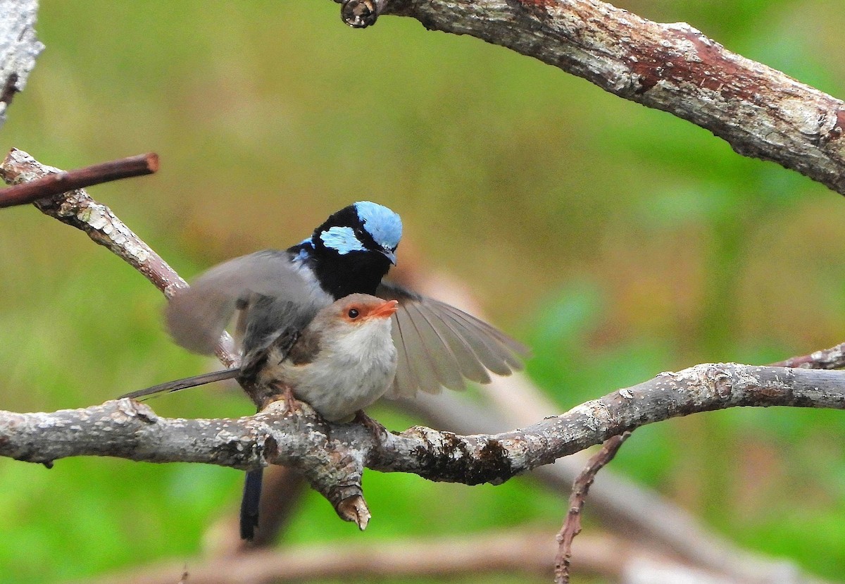 Mérion superbe - ML646773268