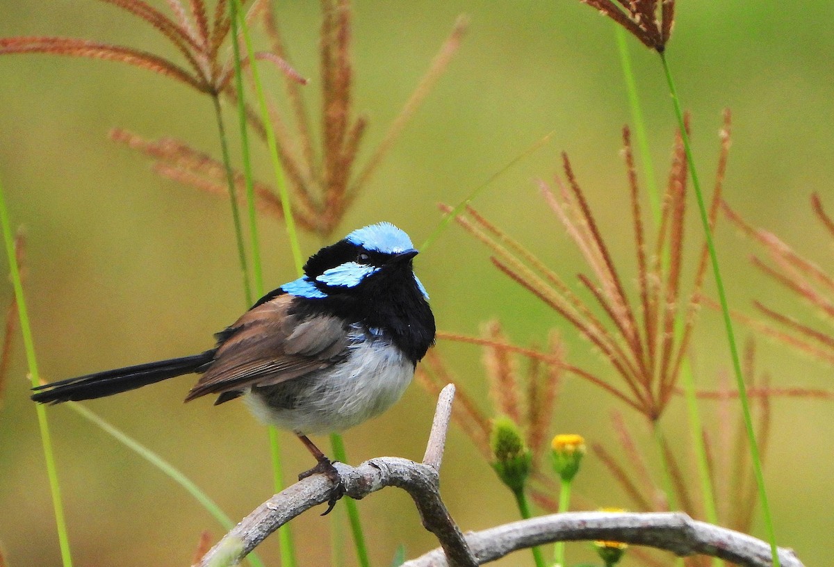 Mérion superbe - ML646773269