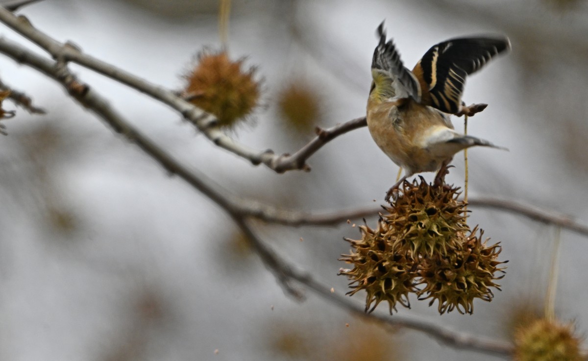American Goldfinch - ML646773270