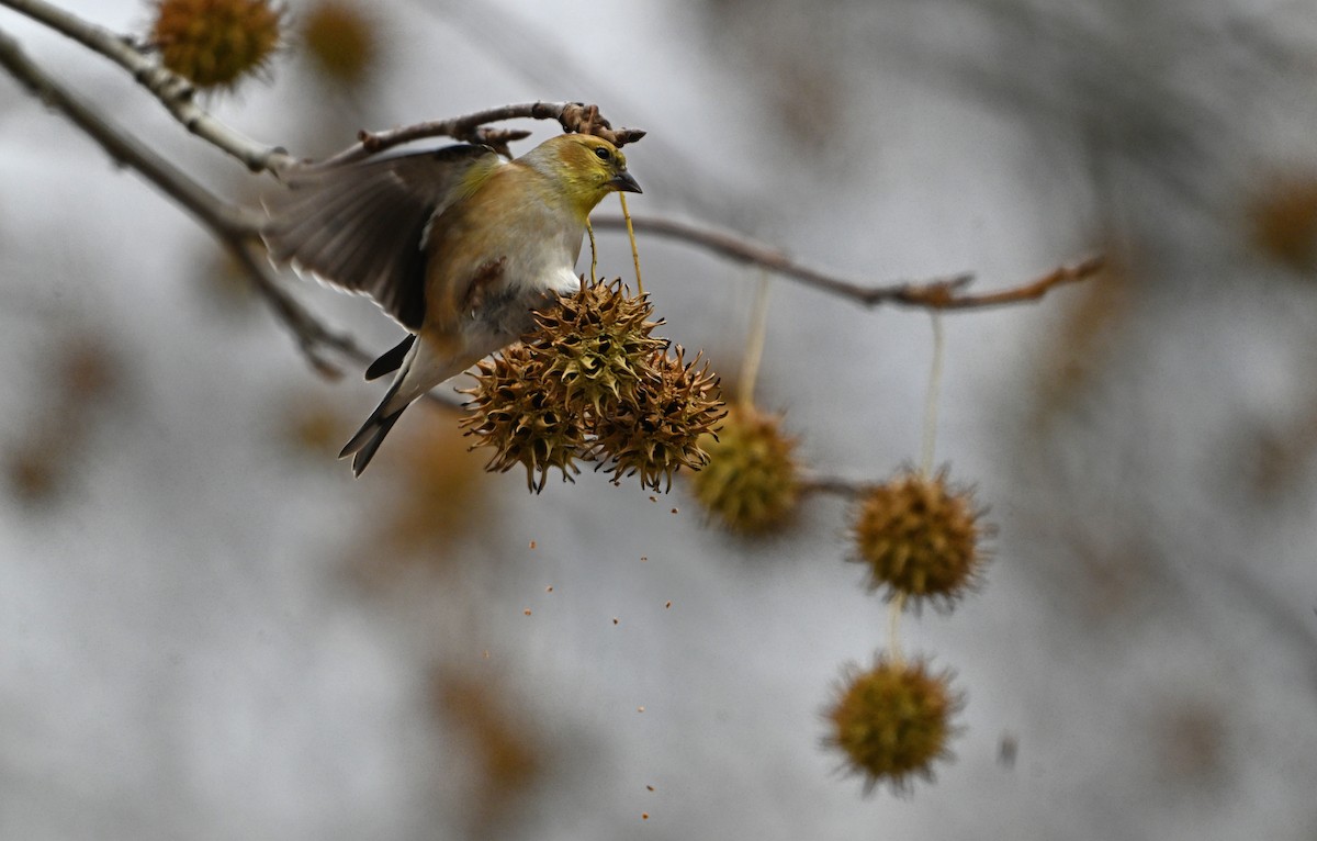 American Goldfinch - ML646773271