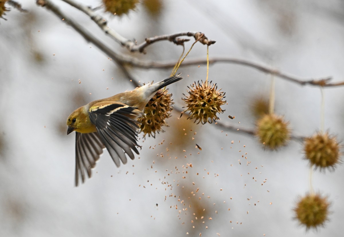 American Goldfinch - ML646773272