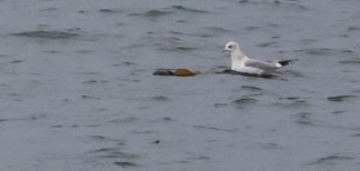 Мартин сивий аляскинський - ML646773275