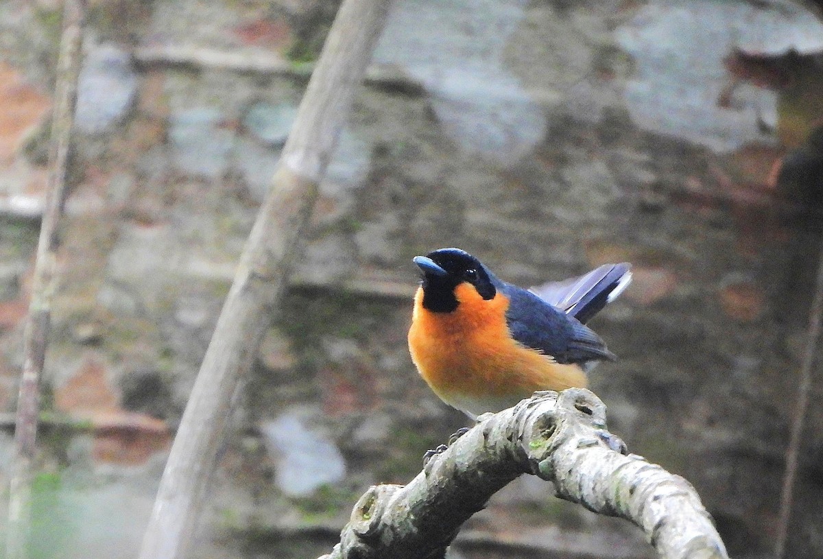 Monarque à lunettes - ML646773276