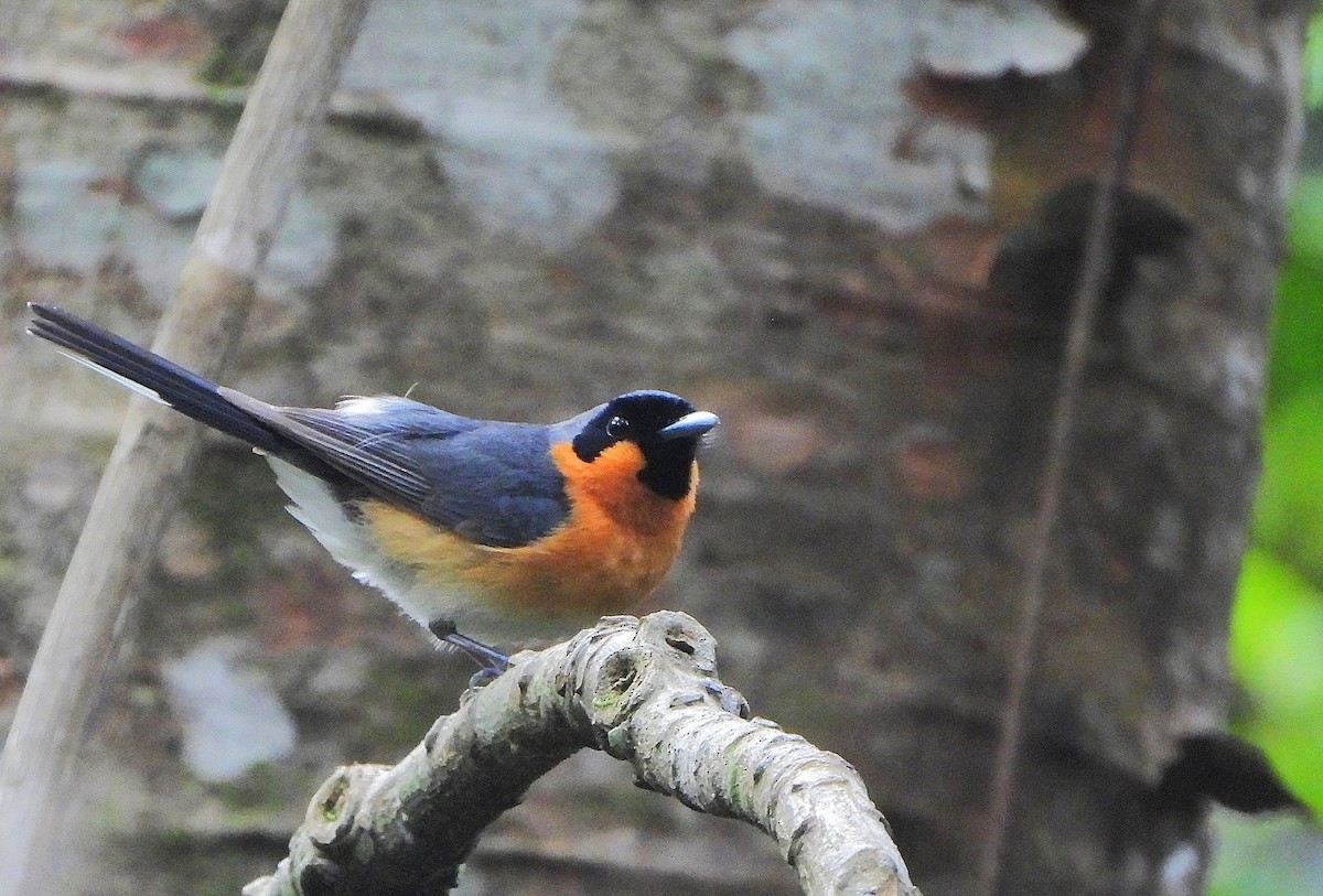 Monarque à lunettes - ML646773278