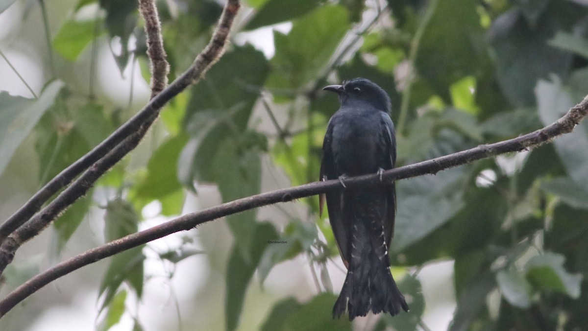 Square-tailed Drongo-Cuckoo - ML646773285