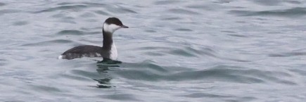 Пірникоза червоношия - ML646773287