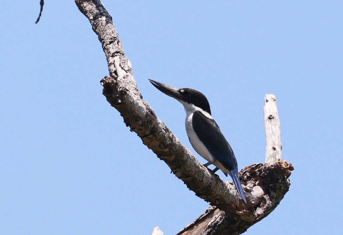 Torresian Kingfisher - ML646773288