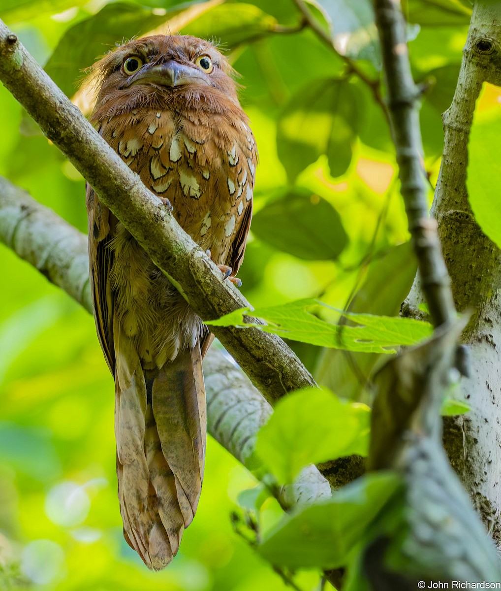 sundafroskemunn - ML646773298