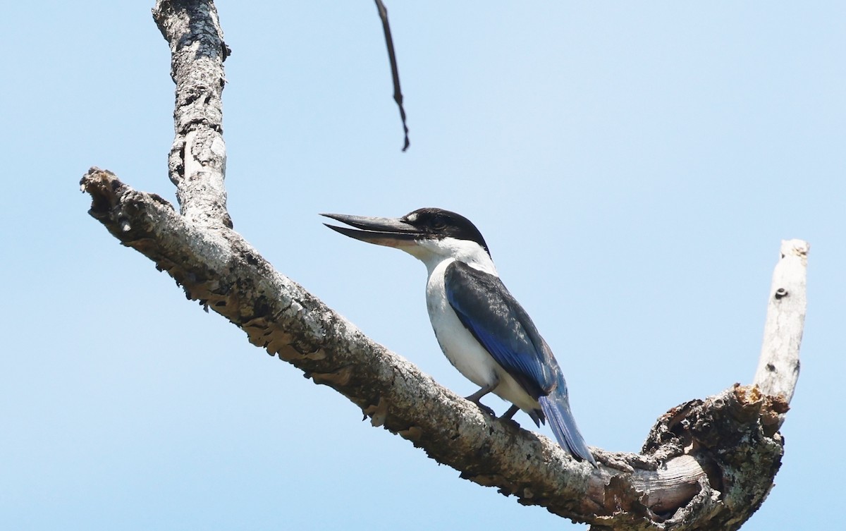 Torresian Kingfisher - ML646773299