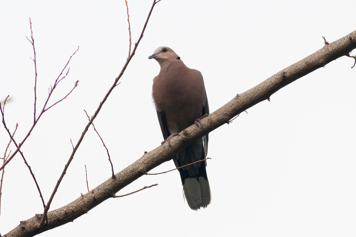 Halbmondtaube - ML646773300