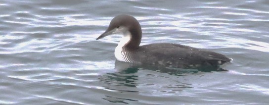 Гагара білошия - ML646773301