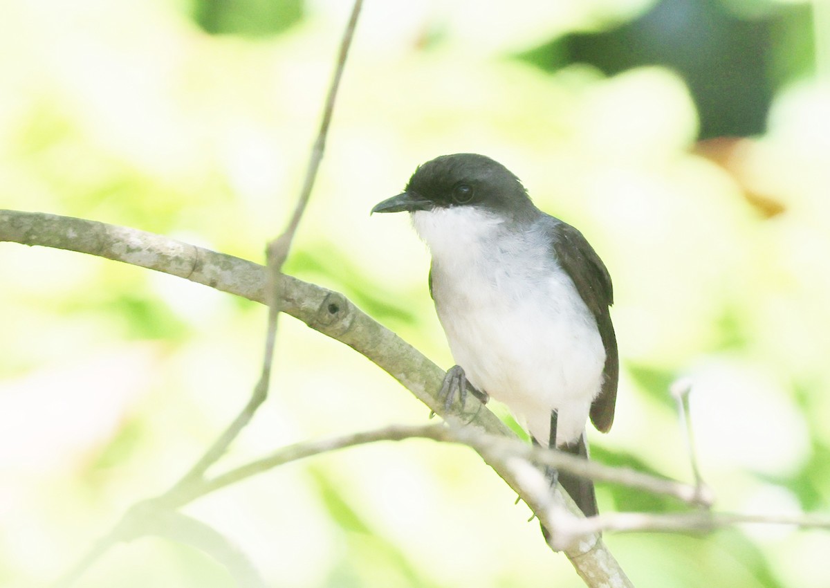 Mangrove Robin - ML646773302