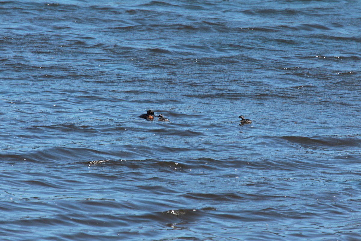 New Zealand Grebe - ML646773303