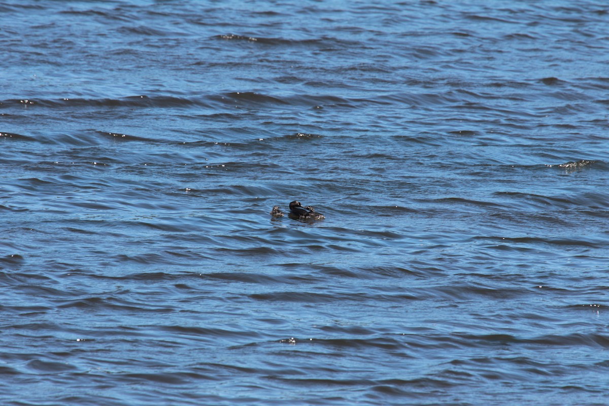 New Zealand Grebe - ML646773304