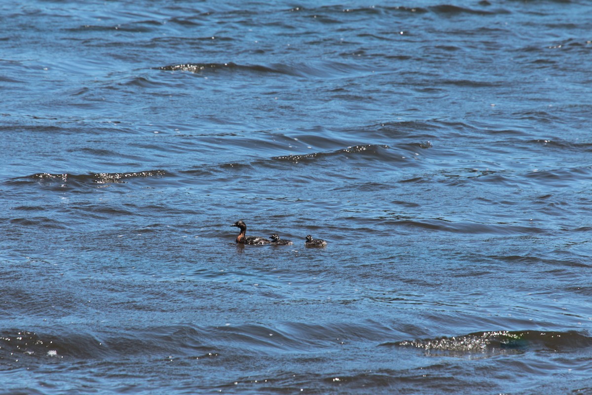 New Zealand Grebe - ML646773305
