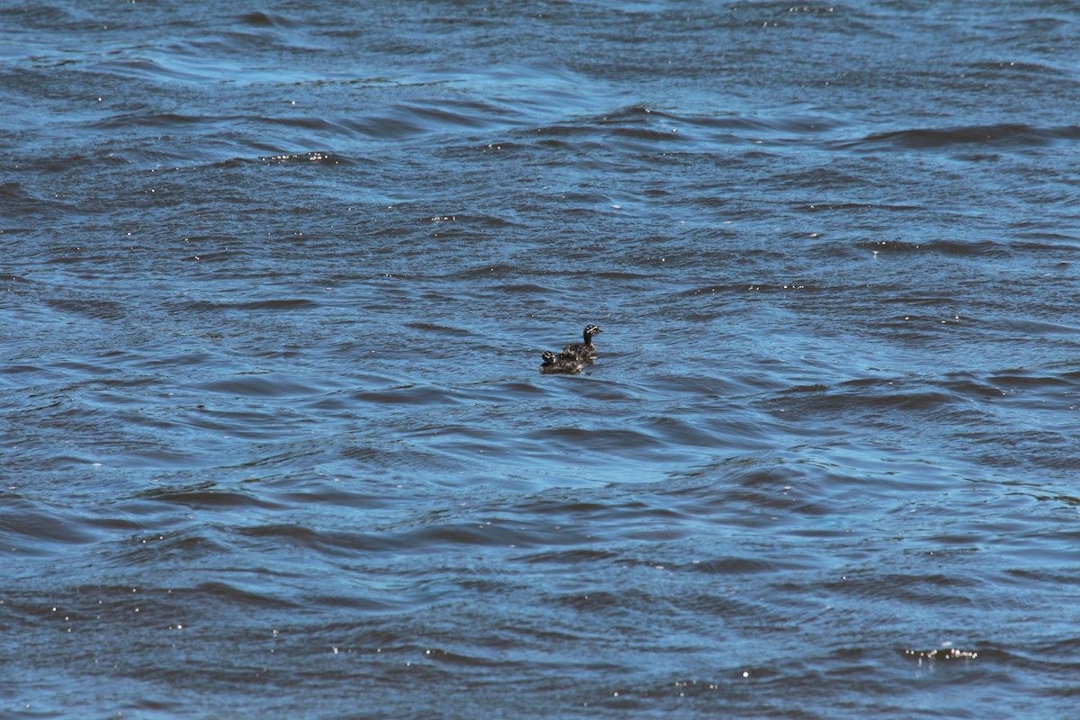 New Zealand Grebe - ML646773306