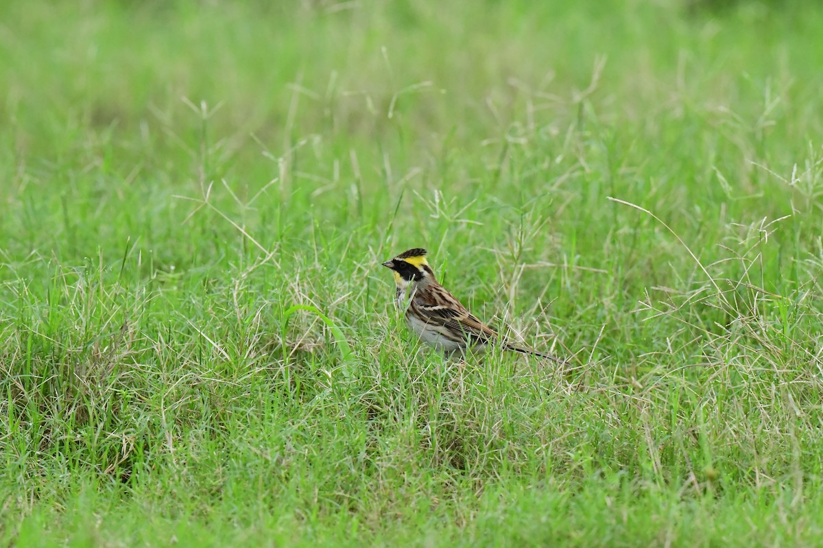 Yellow-throated Bunting - ML646773307