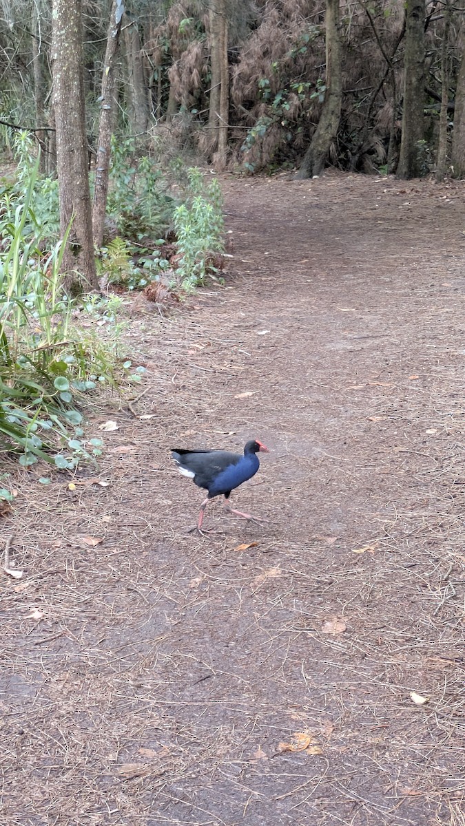 Australasian Swamphen - ML646773308