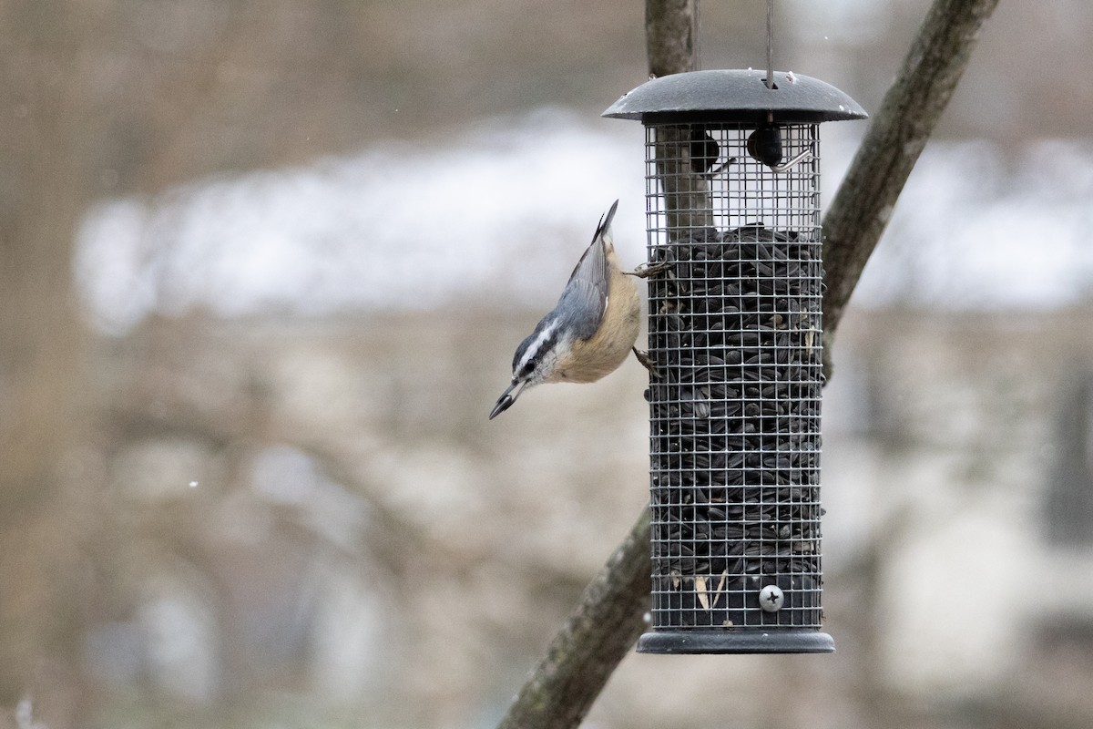 Red-breasted Nuthatch - ML646773309