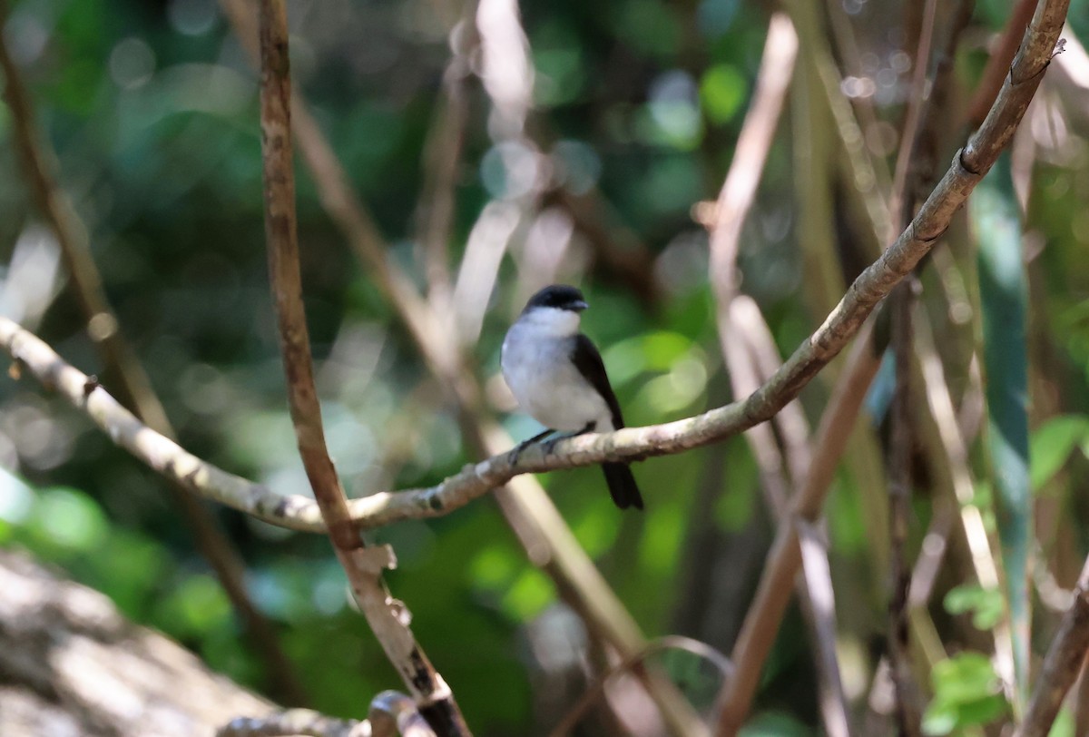 Mangrove Robin - ML646773310