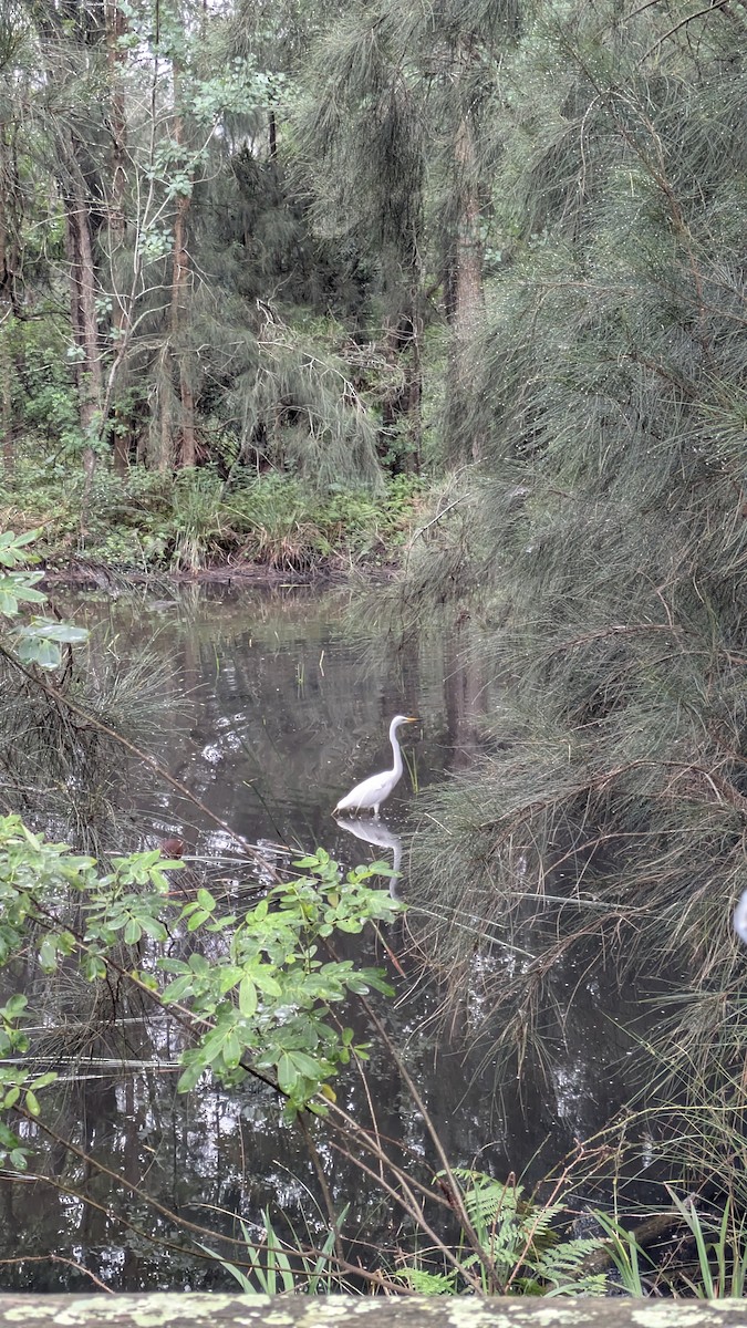Great Egret - ML646773311