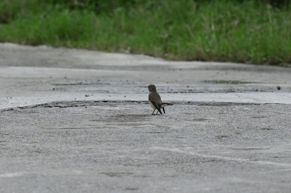 Red-breasted Flycatcher - ML646773312