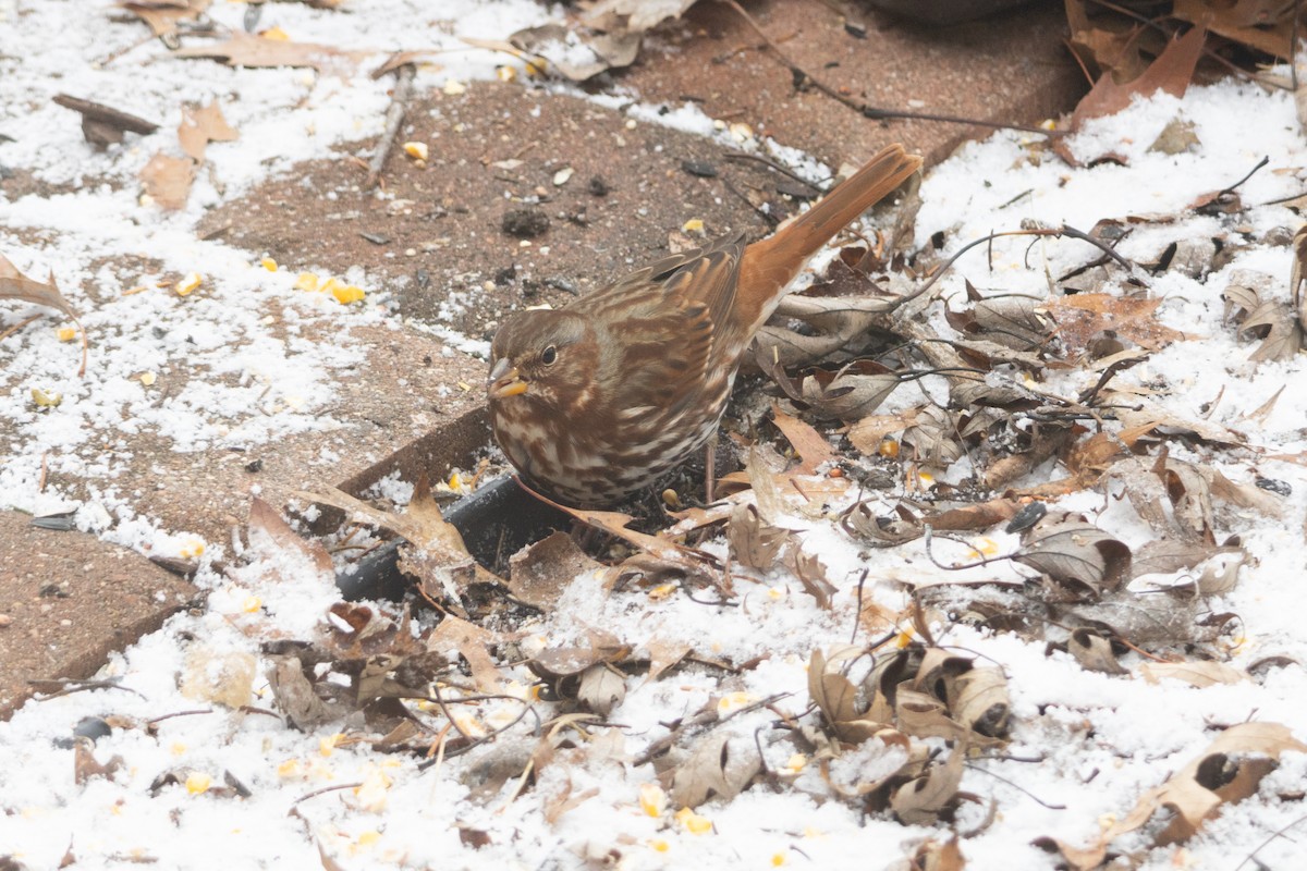 Fox Sparrow - ML646773313