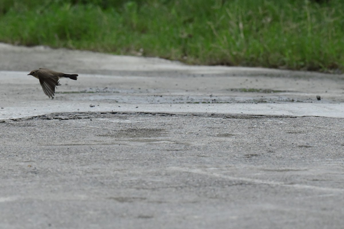 Red-breasted Flycatcher - ML646773314