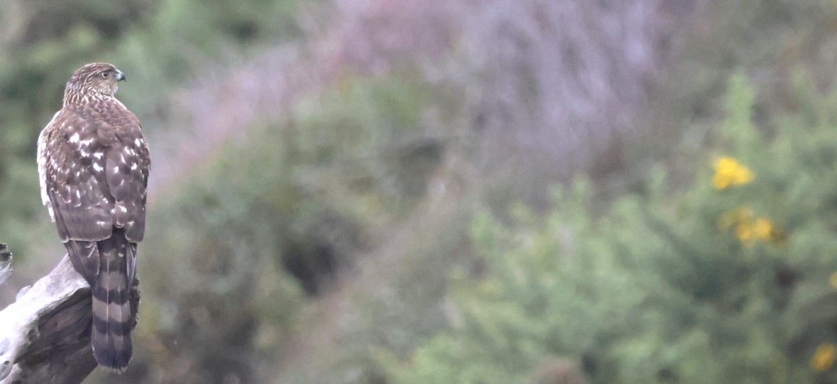 Cooper's Hawk - ML646773315