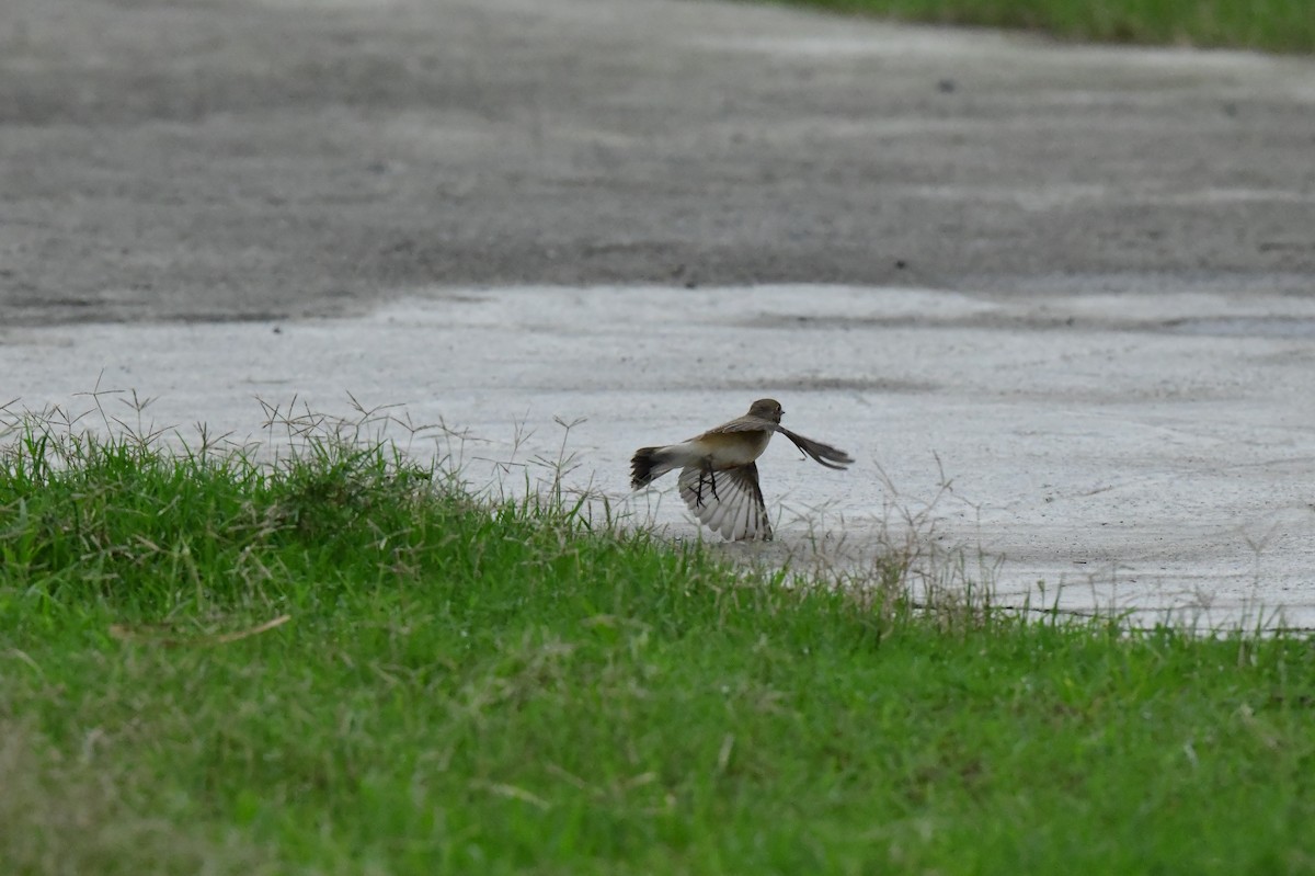 Red-breasted Flycatcher - ML646773316