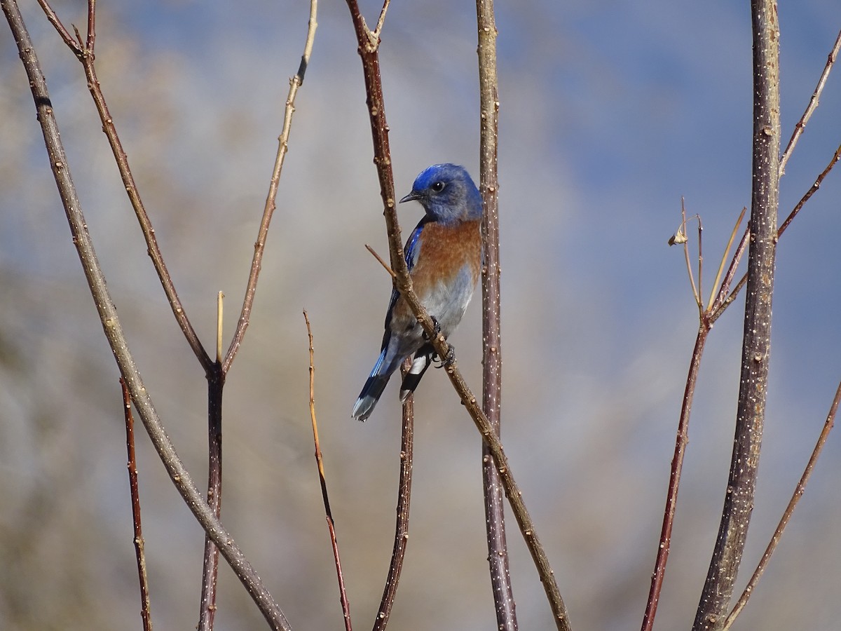 Western Bluebird - ML646773317