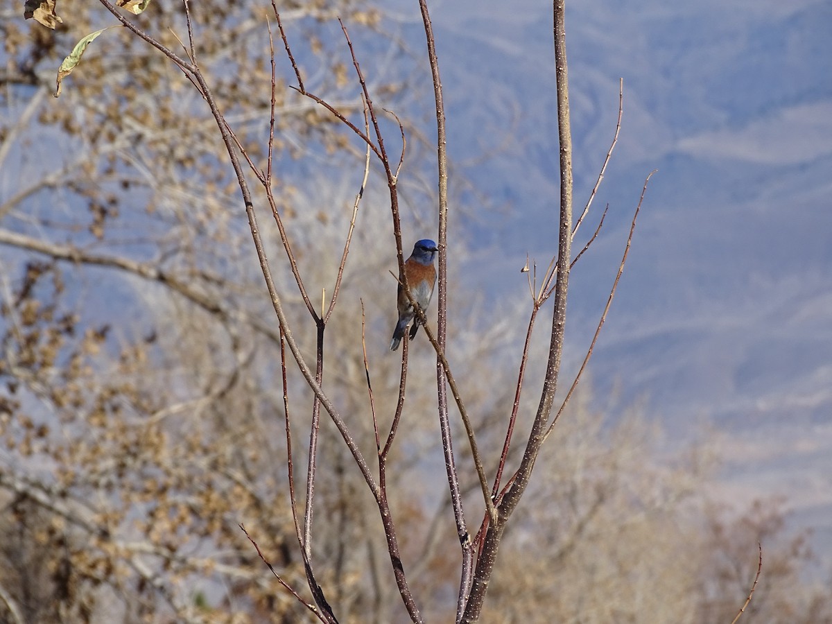 Western Bluebird - ML646773318