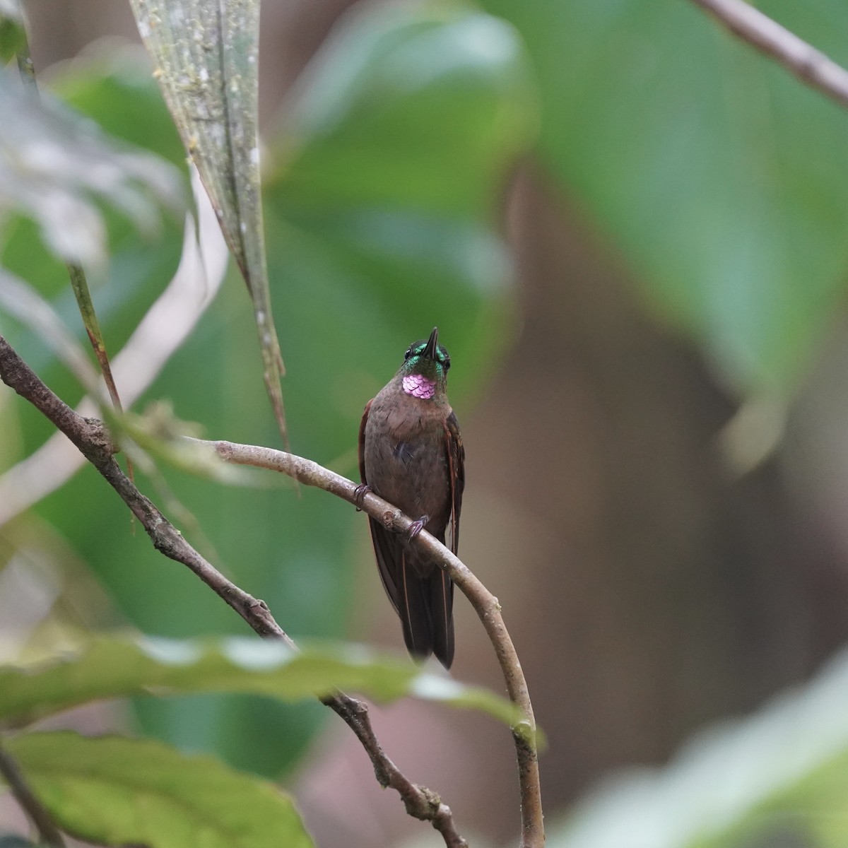 Fawn-breasted Brilliant - ML646773319